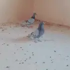 حمام