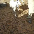 معزا حليب