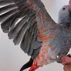 فرخ كاسكو طفره مره قويه((تم البيع))