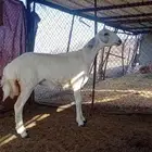 رخل للبيع