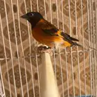 فحل سسكن احمر فنزولي منتج شرط علي انثى سسكن احمر