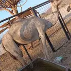 السلام عليكوم