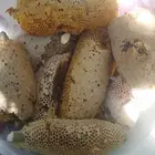 عسل بري جبلي ممتاز درجه اولى قطف اليوم نحل حر