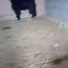 ماعز عارضي اتنين تامه للبيع