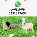 ذبايح منوعة اسعار مناسبة مع الذبح والتوصيل بالزلفي