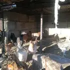 11 دجاجه العمر 7 شهور. ب 30