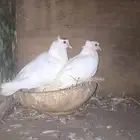 حمام صنعاني زوج منتج