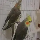 كروان طيور الكوكتيل