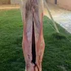 شوي خارجي معلم