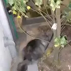 اطول للتبني رصاصي اللون