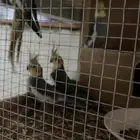 عصافير ببغاء نوع كروان الجوز سعره موجود تحت