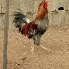 ديكين براهما للبيع