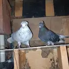 حمام قطايف