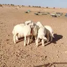 بهم حري