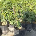 شتلات النيم