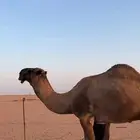 بعير اصفر للبيع