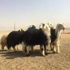 ذبايح شمال الرياض توصيل
