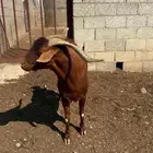 تيس فحل أدهم