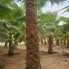 We supply and cultivate all types of Arabic and Washington p