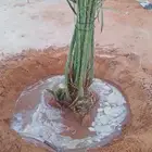 نحل مثمر ونخل زينه