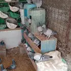 حمام زاجل عدد 30 جوز 75 جوز بلدي البيع على السوم