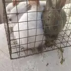 ارانب فرنسي وسط ماشاءالله تبارك الله