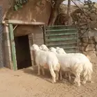 شدا الأعلى طليان حرية سمينه