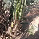 تكريب وتروريد جميع انواع النخيل
