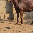 مشروع فحل ادهم صنف