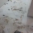 مبلط انور