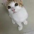 تبني قطط