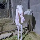 جذعه هولنديه
