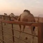 قعود قصب للبيع تحت أمه