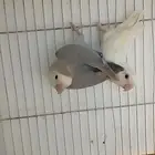 جوز روز للبيع عنده 5 بيضات