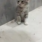 كيتن قطط سكوتش فولد وستريت للبيع