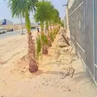 نخل واشنطن للبيع