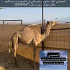 للبيع قعود جاهل