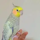 كروان اليف وهدد