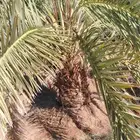 نخل عربي مثمر جميع الانوع وجمع المقسات