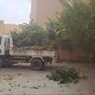 قص النخل والأشجار الغير مرغوبه والتخلص منها