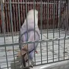 اثنين ذكور روز واحد ازرق وواحد اخظر أليف مره