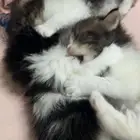 قطط شيرازي للبيع