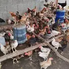 بسم الله ماشالله. دجاج بلدي للبيع
