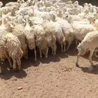 غنم للبيع حريه حرش