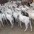 عرض تيوس بحاره مرابي 3اشهر سمان مقفله السعر 680جمله