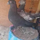 حمام قطايف