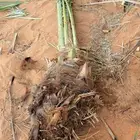 فسائل هلالي صقعي خلاص