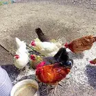 دجاج بلدي