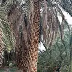 مقاول نخيل وشنطن نخيل عربي نخيل ملوكي