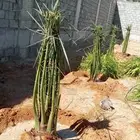 توريد جميع أنواع النخيل